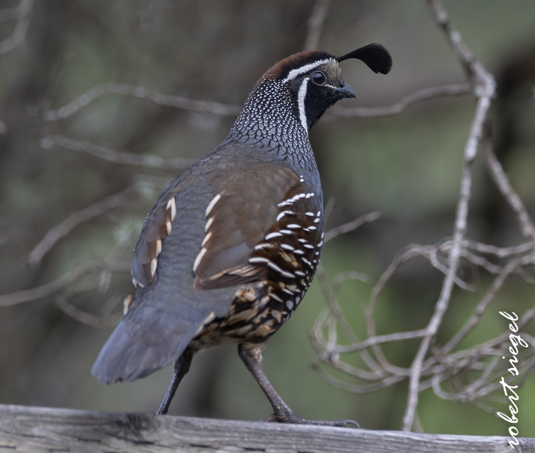 purissima state park